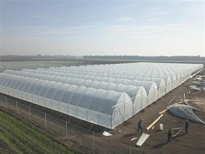 Issiqxona UV plastik plyonka